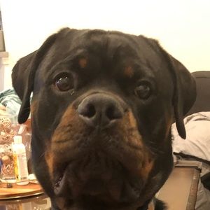 Meet your Posher, Julie